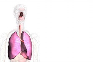 Respiratorische System beim Menschen