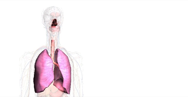 Respiratorische System beim Menschen